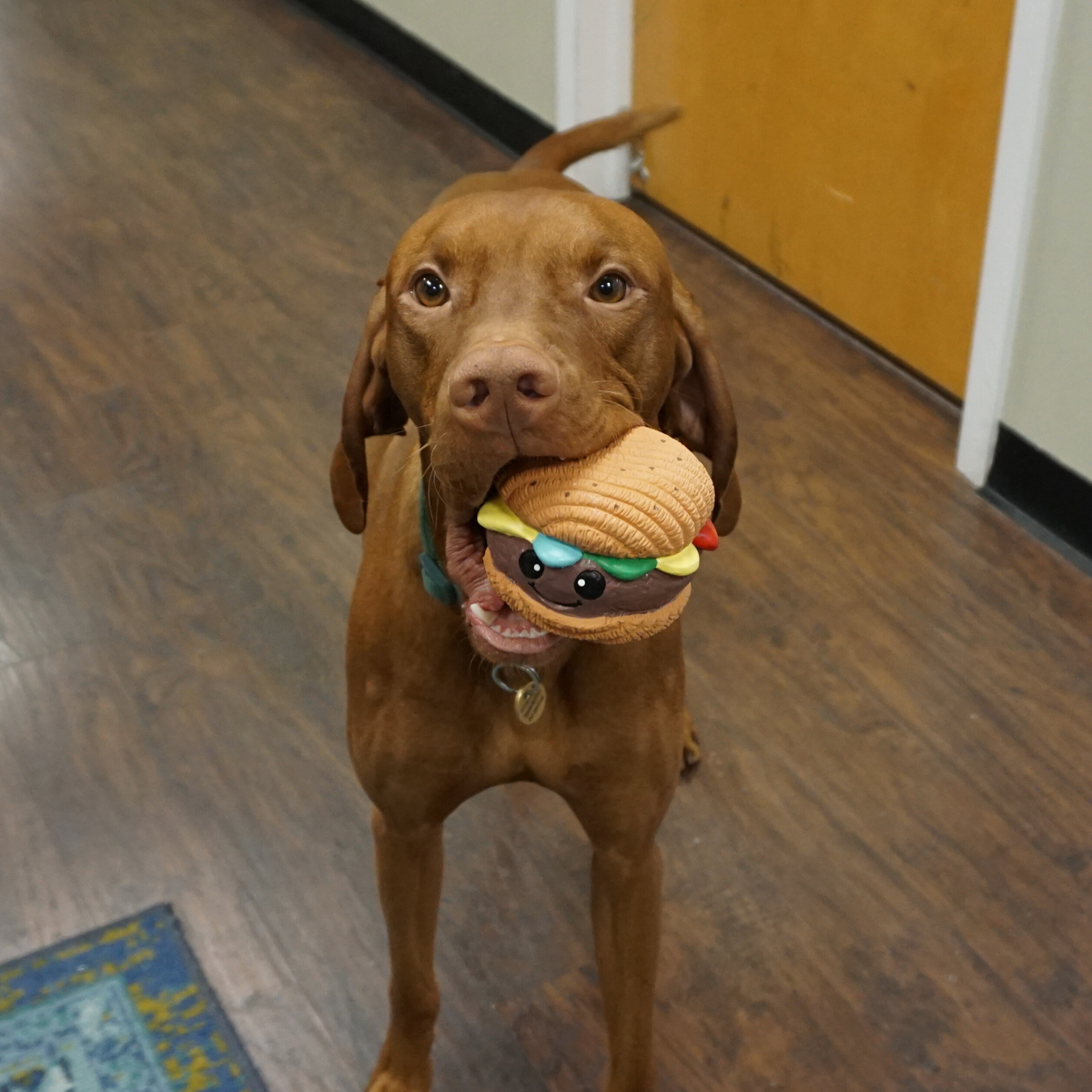 Big Buns Hamburger Ruff-Tex® Latex Ball Dog Toy – Squeaky, Bouncy & Floats HuggleHounds