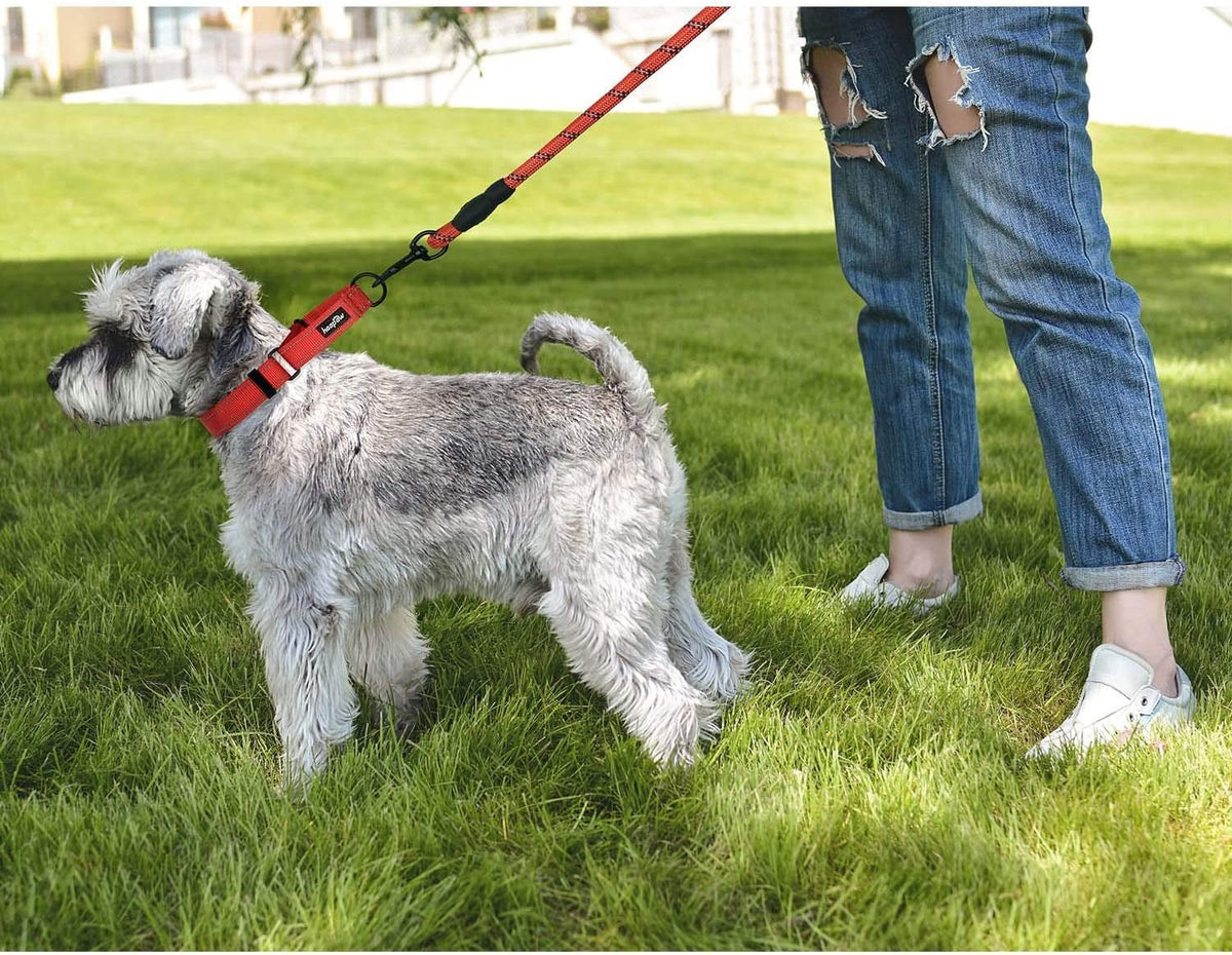Martingale Dog Training Collar & Leash Set – 2-Pack with Quick-Release Buckle for Small, Medium & Large Dogs | Turquoise MJ's Pet Closet
