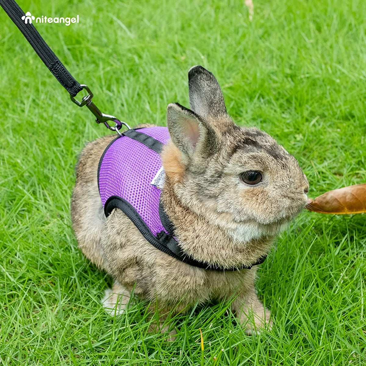 Adjustable Soft Mesh Rabbit Harness with Elastic Leash – Medium, Pink MJ's Pet Closet