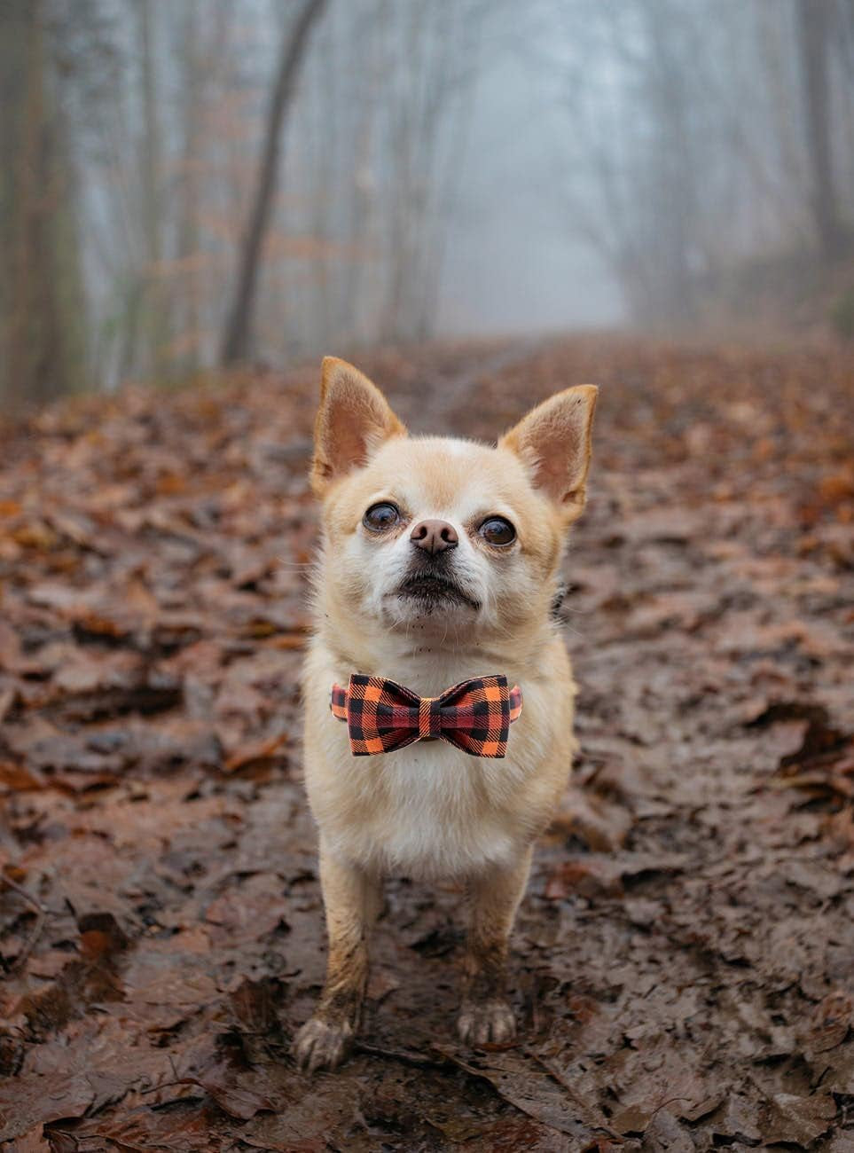Small dog wearing a plaid bow tie standing on a forest floor with fallen leaves.
