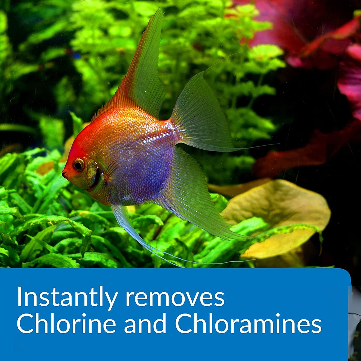 Colorful fish in an aquarium with green plants and a blue text box.