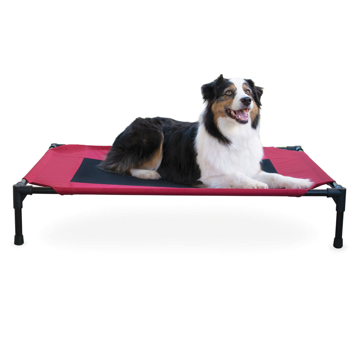 Dog lying on a red and black pet cot with a white background