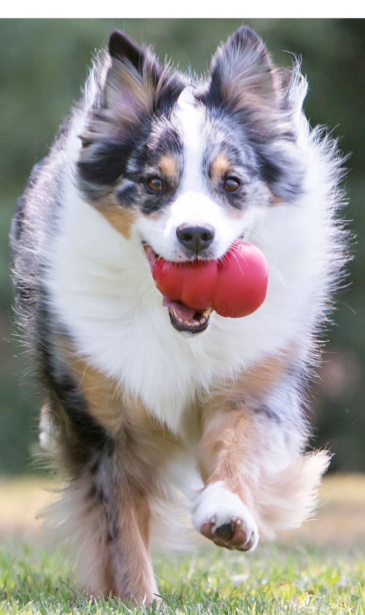 KONG Classic Dog Toy | Fillable Natural Rubber Chew Toy | XSmall to King Jeffers