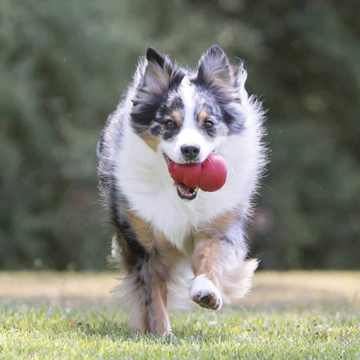 KONG Classic Dog Toy | Fillable Natural Rubber Chew Toy | XSmall to King Jeffers
