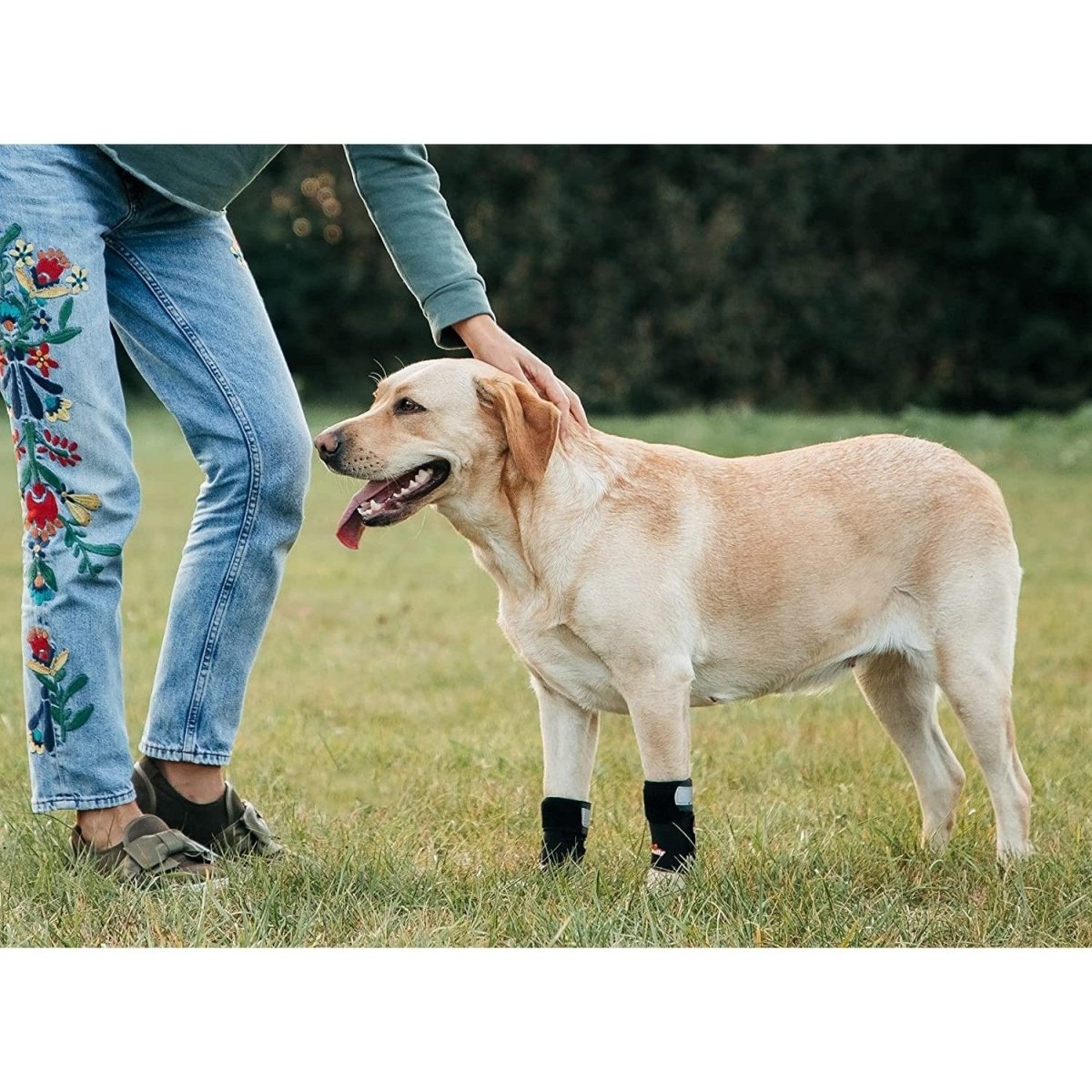 NeoAlly 3-in-1 Front Leg Dog Splint Brace – Rigid & Spring Inserts (Pair) Neoallypets