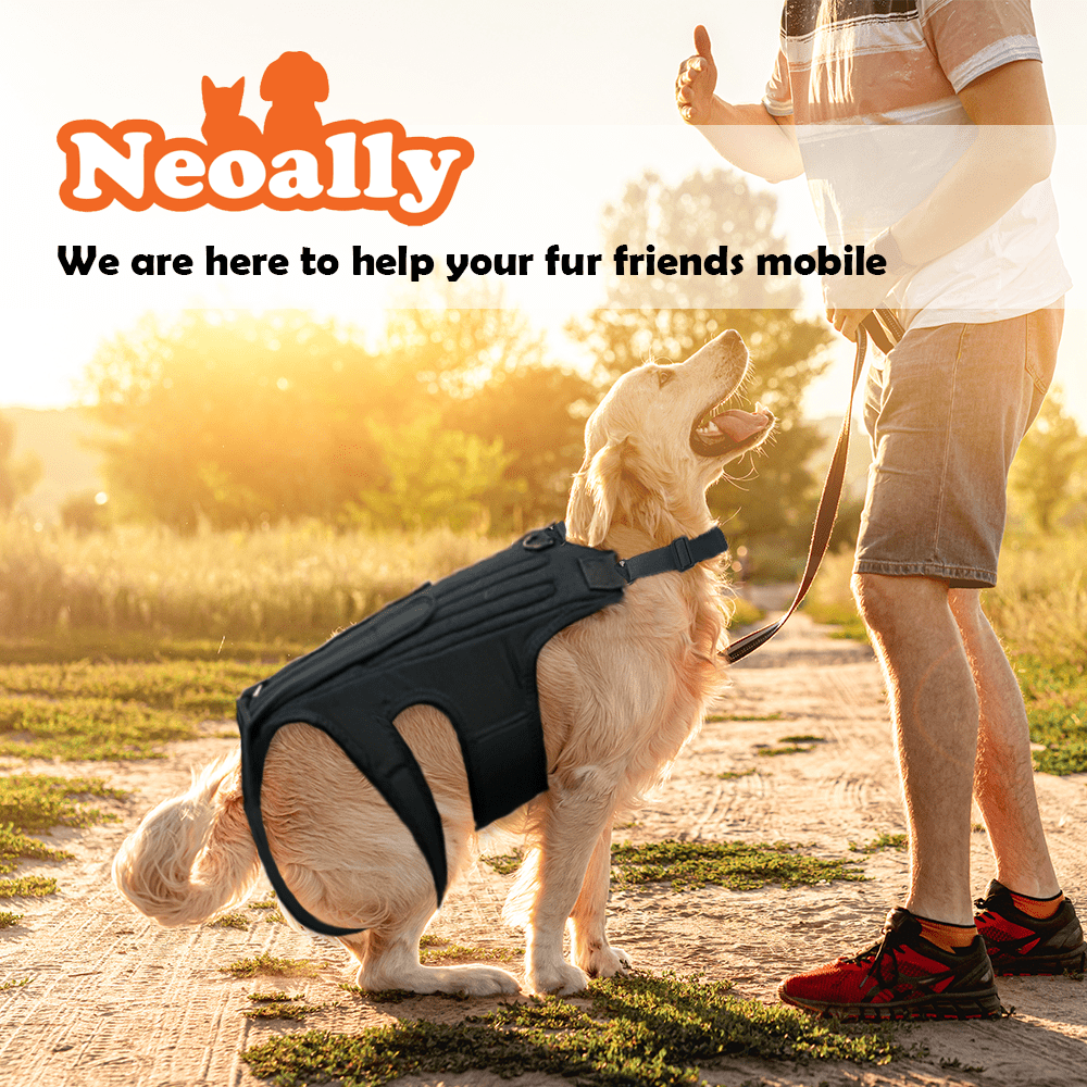 NeoAlly Dog Back Brace with Support Inserts – Spinal Stabilization Neoallypets