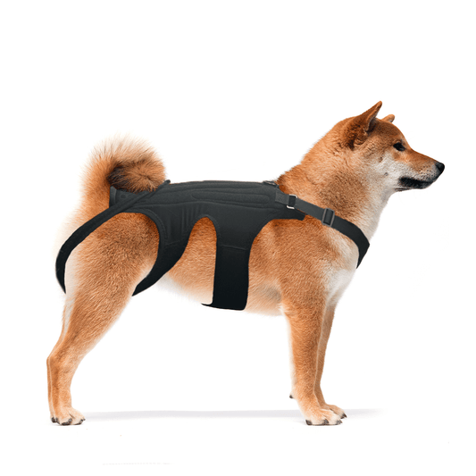 NeoAlly dog back brace with support inserts for spinal stabilization