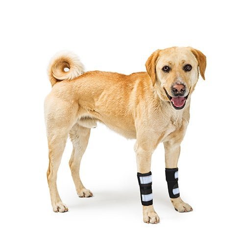 NeoAlly Dog Front Leg Brace with Metal Spring Support (Pair) Neoallypets
