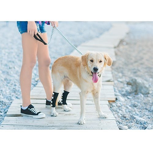 NeoAlly Rear Leg Hock Brace for Large Dogs – Reflective Straps (Pair) Neoallypets
