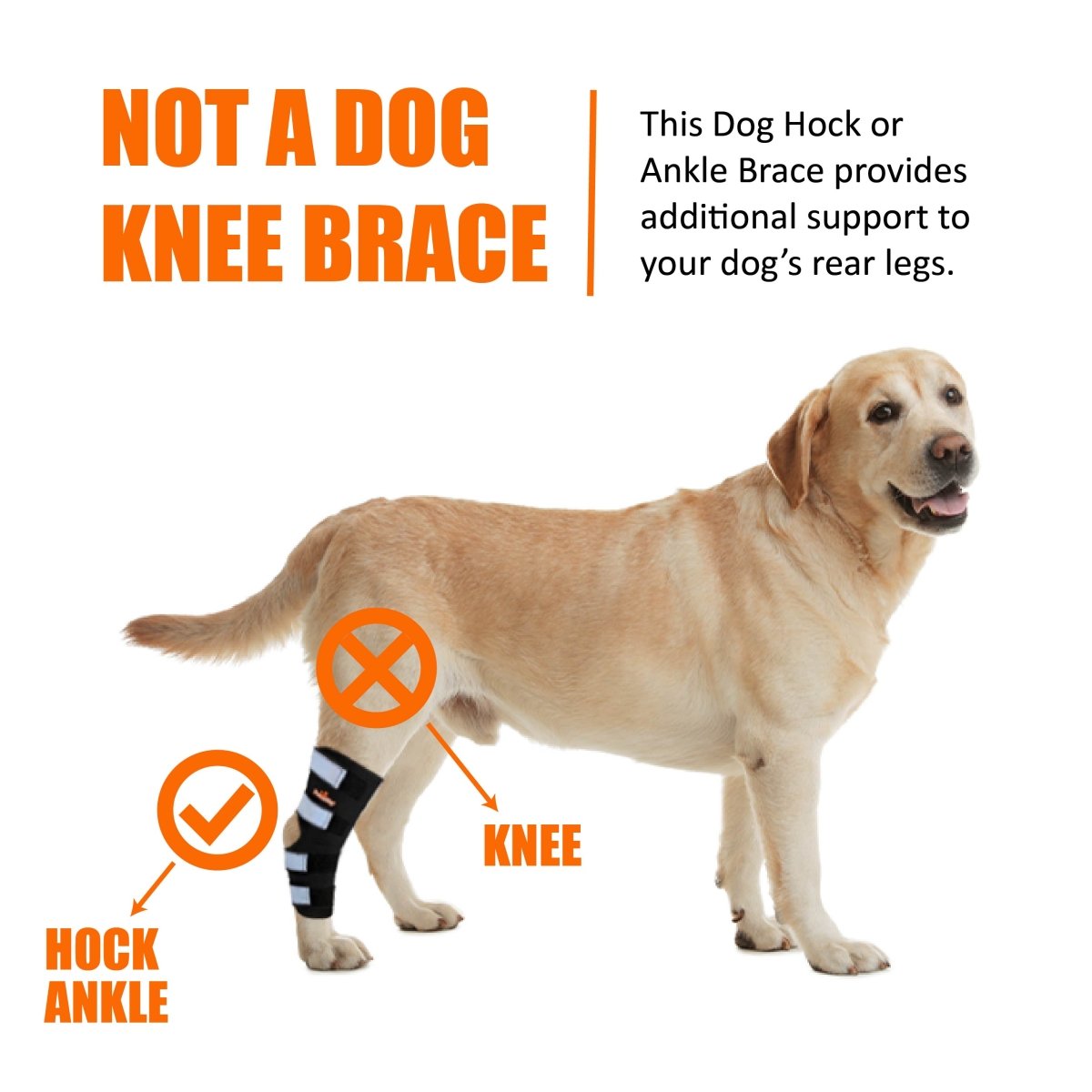 NeoAlly Rear Leg Hock Brace for Large Dogs – Reflective Straps (Pair) Neoallypets
