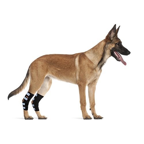 NeoAlly Rear Leg Hock Brace for Large Dogs – Reflective Straps (Pair) Neoallypets