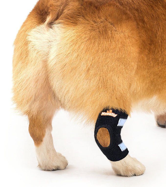 NeoAlly Dog Rear Leg Hock Brace – Reflective Support Straps (Pair) Neoallypets
