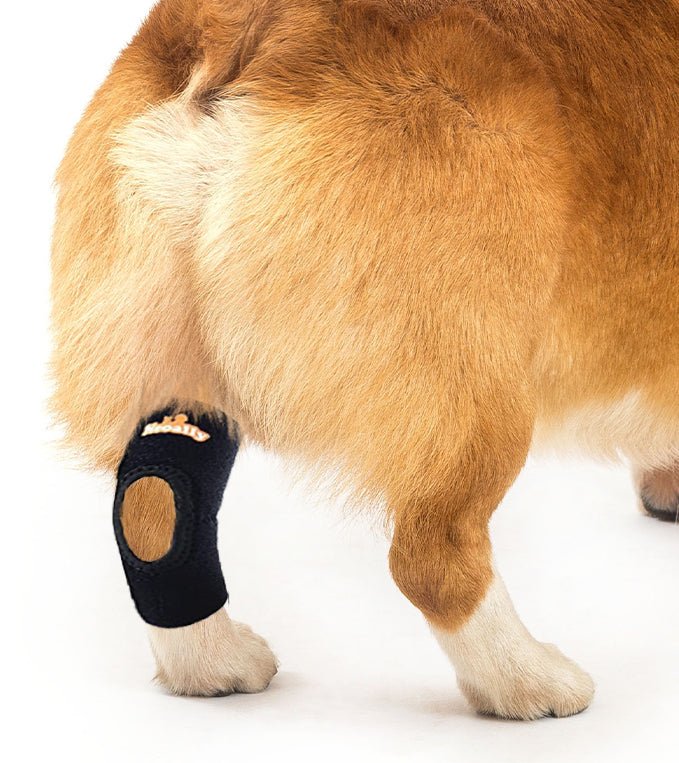 NeoAlly Dog Rear Leg Hock Brace – Reflective Support Straps (Pair) Neoallypets