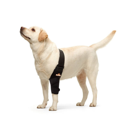 Dog wearing a black bandage on its front leg against a white background