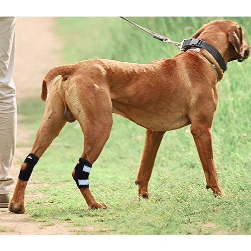 NeoAlly Rear Leg Hock Brace with Metal Spring Strips – Small Dogs, Short Version (Pair) Neoallypets